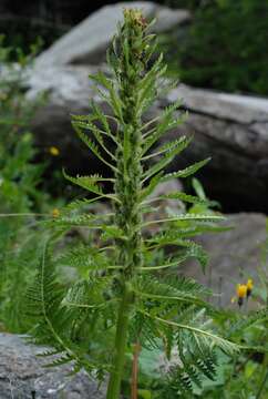 Image of Pedicularis foliosa L.