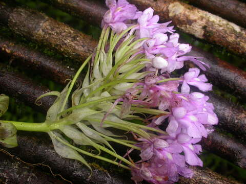 Слика од Cynorkis calanthoides Kraenzl.