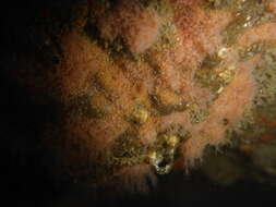 Image of Schuchertinia Miglietta, McNally & Cunningham 2010