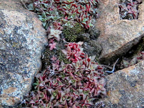 Crassula exilis Harv. resmi