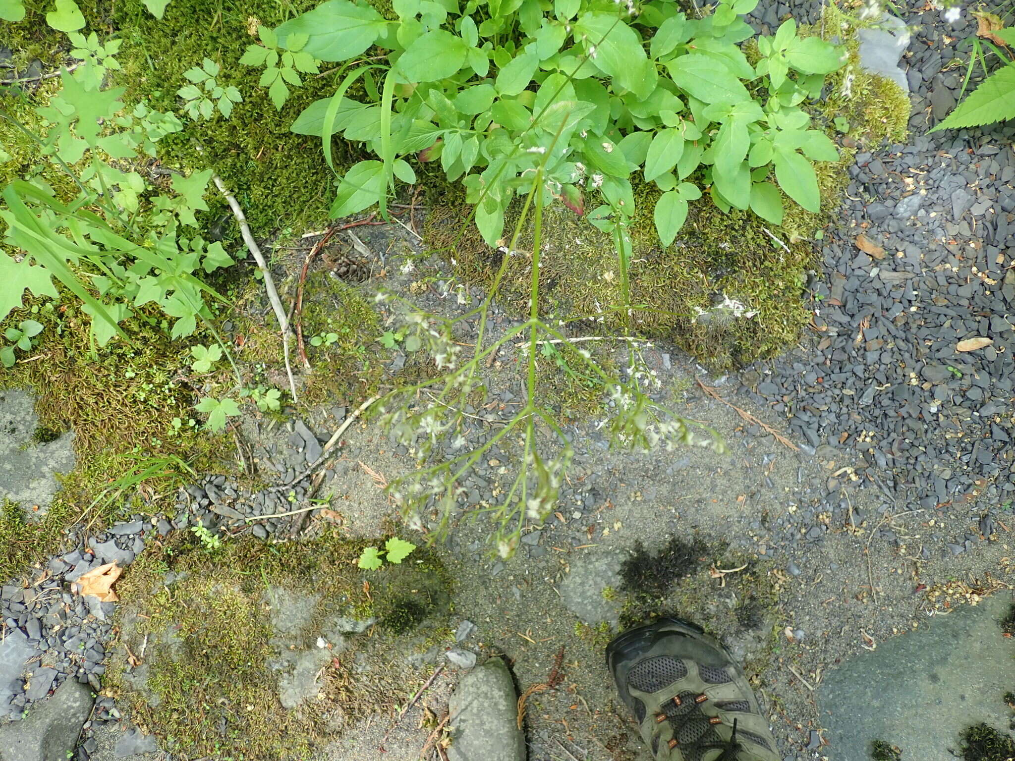 Image of Scouler's Valerian