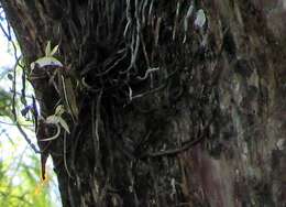 Image of Ghost orchid