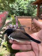 Image of Magpie Mannikin