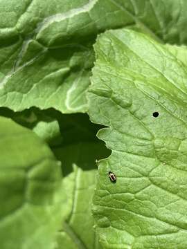 Image of Striped flea beetle