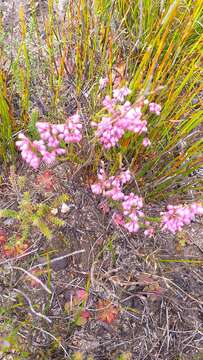 Image of Erica gnaphaloides Thunb.