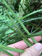 Haplopteris flexuosa (Fée) E. H. Crane的圖片