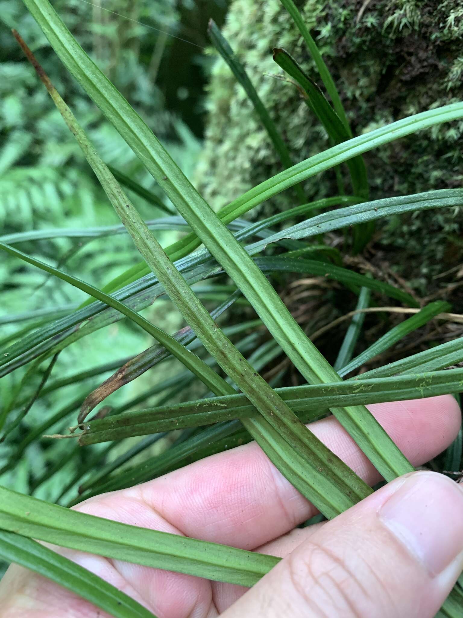 Haplopteris flexuosa (Fée) E. H. Crane的圖片