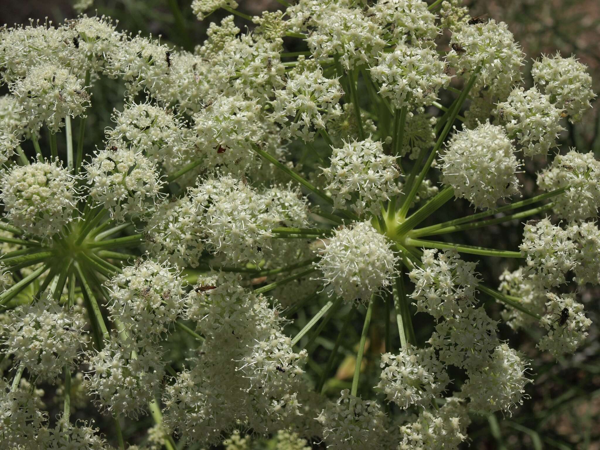 Image of poison angelica