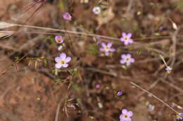 Image of serpentine linanthus