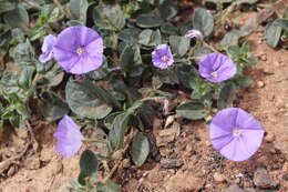 Image of Convolvulus sabatius subsp. mauritanicus (Boiss.) Murb.