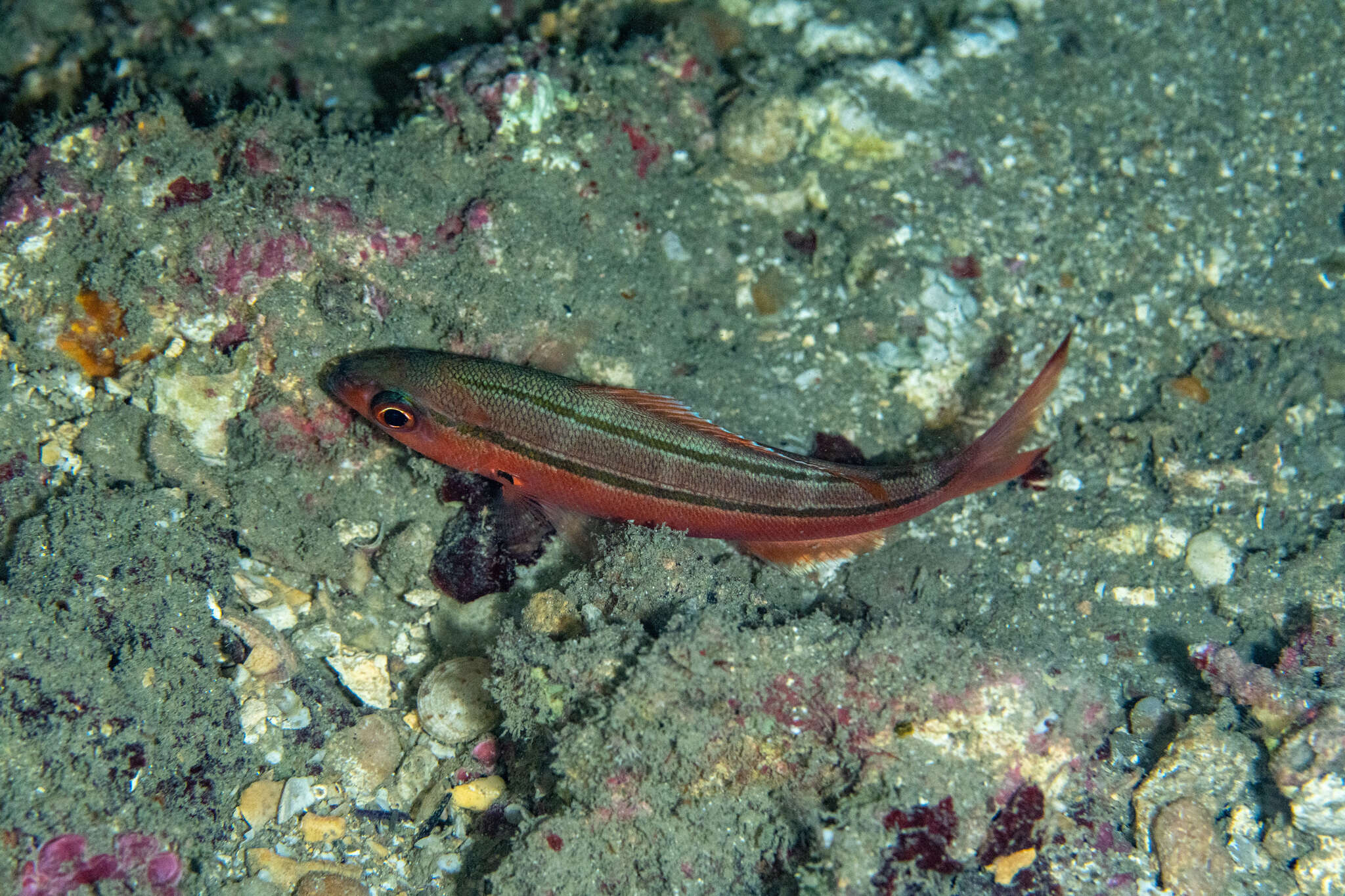 Plancia ëd Pterocaesio digramma (Bleeker 1864)