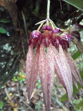 Image of Pale umbrella orchid