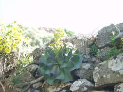 Image of Aeonium diplocyclum (Webb ex Bolle) T. H. M. Mes