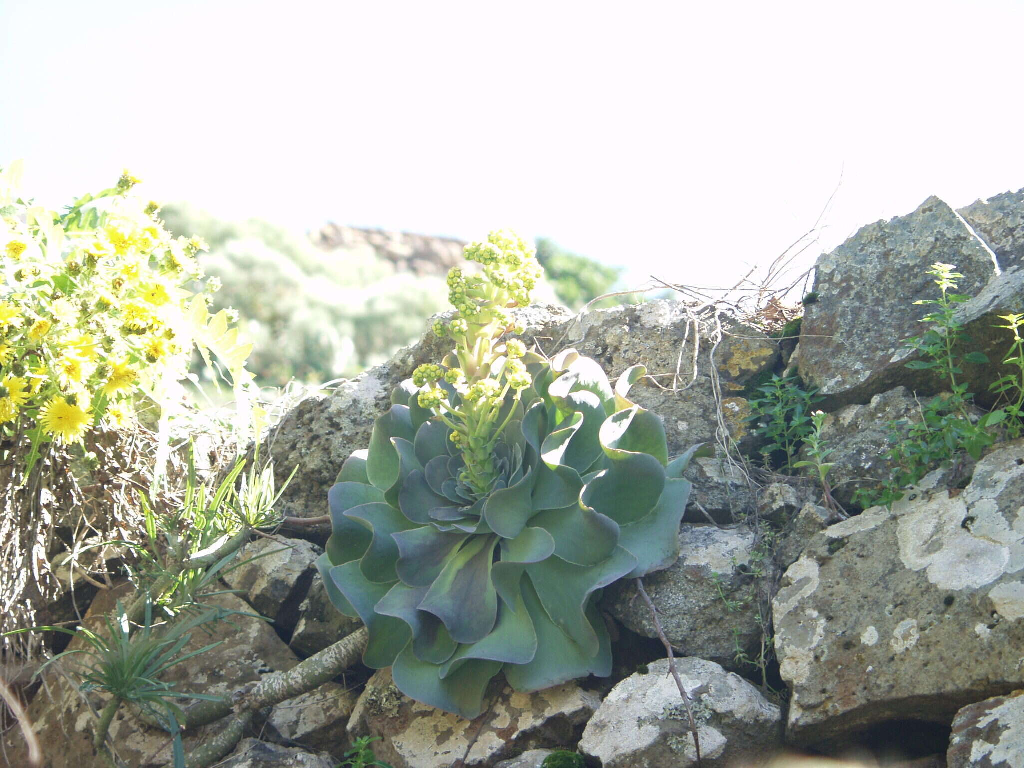 Aeonium diplocyclum (Webb ex Bolle) T. H. M. Mes resmi