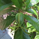 Image of Gardenia actinocarpa Puttock