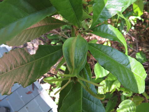 Plancia ëd Gardenia actinocarpa Puttock