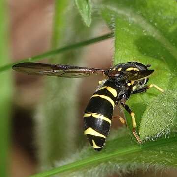 صورة Doros aequalis Loew 1863