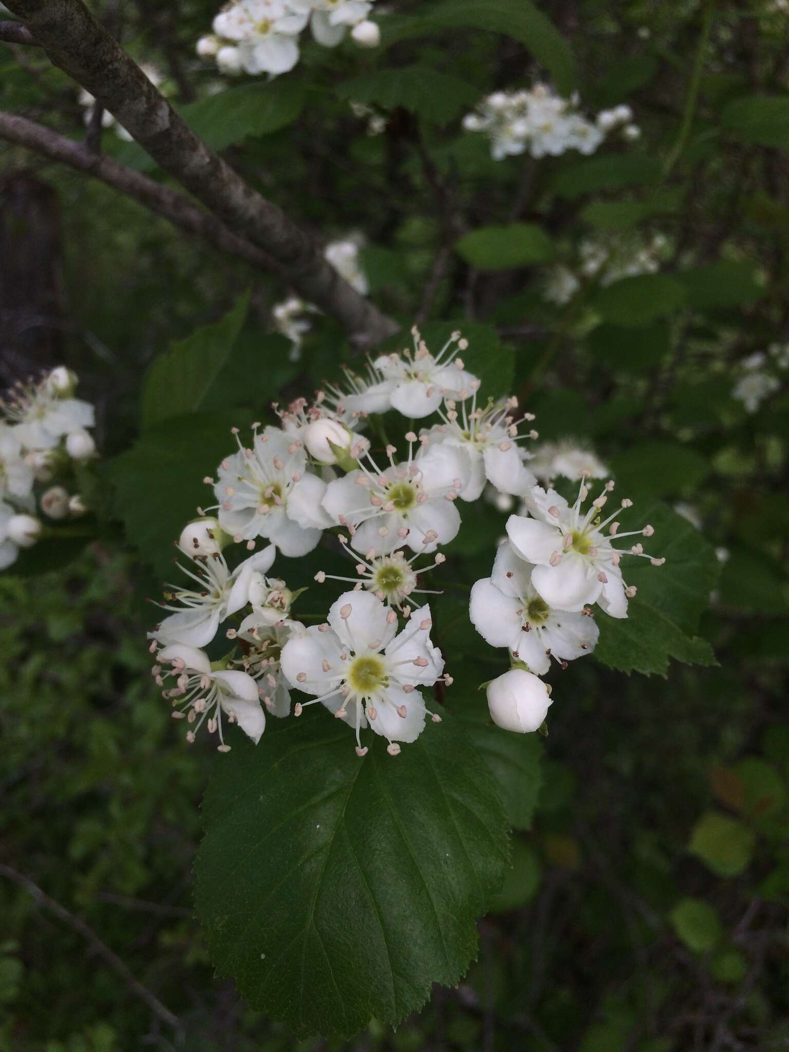 Plancia ëd Crataegus brainerdii Sarg.