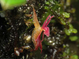 Image of Lepanthes lycocephala Luer & R. Escobar