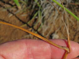 Image of Cyperus usitatus Burch.