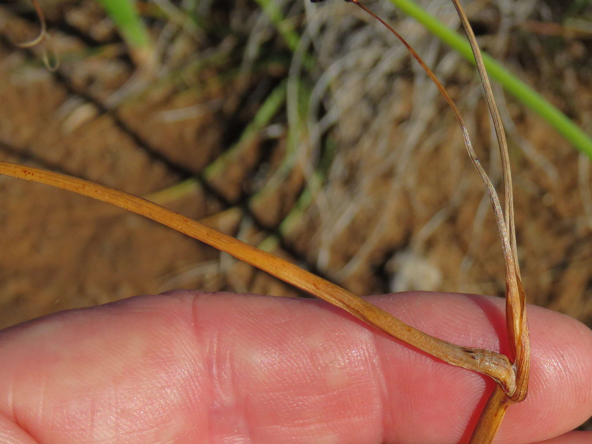 Image of Cyperus usitatus Burch.