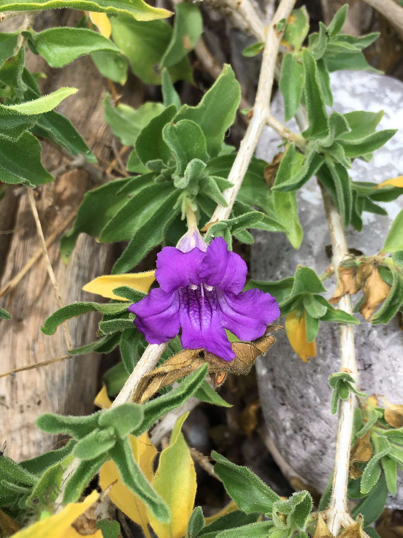 Sivun Ruellia californica subsp. californica kuva