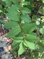 Imagem de Spiraea virginiana Britt.