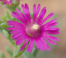 Image of Delosperma ornatulum N. E. Br. ex Stapf