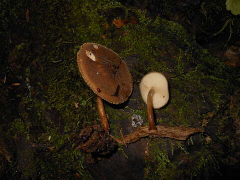 Image of Pluteus granularis Peck 1885