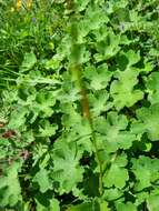 Image of cranesbill