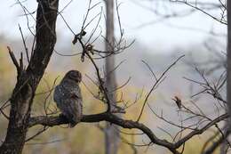 Image of Mottled Wood Owl