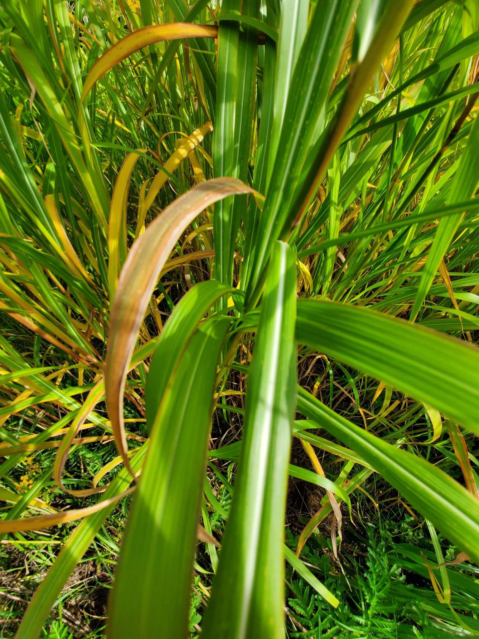 Imagem de Miscanthus sacchariflorus (Maxim.) Benth. & Hook. fil. ex Franch.