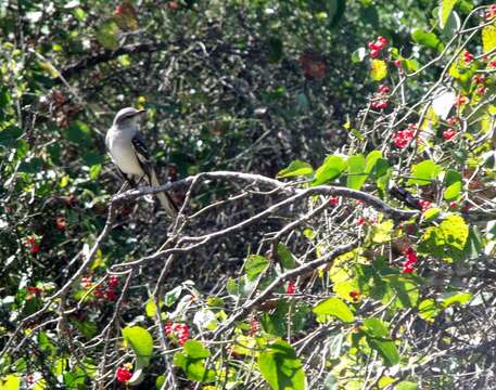 Image of Northern Mockingbird