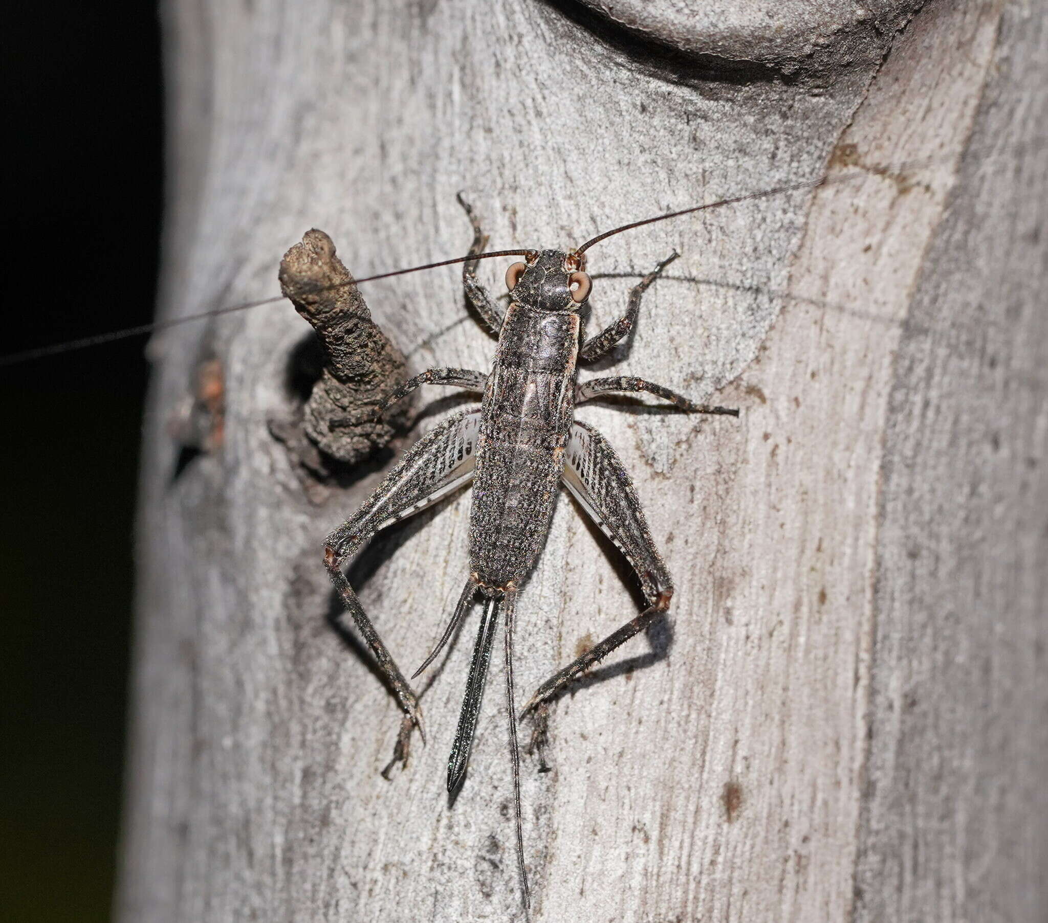 Image of Eurepa marginipennis (White & A. 1841)