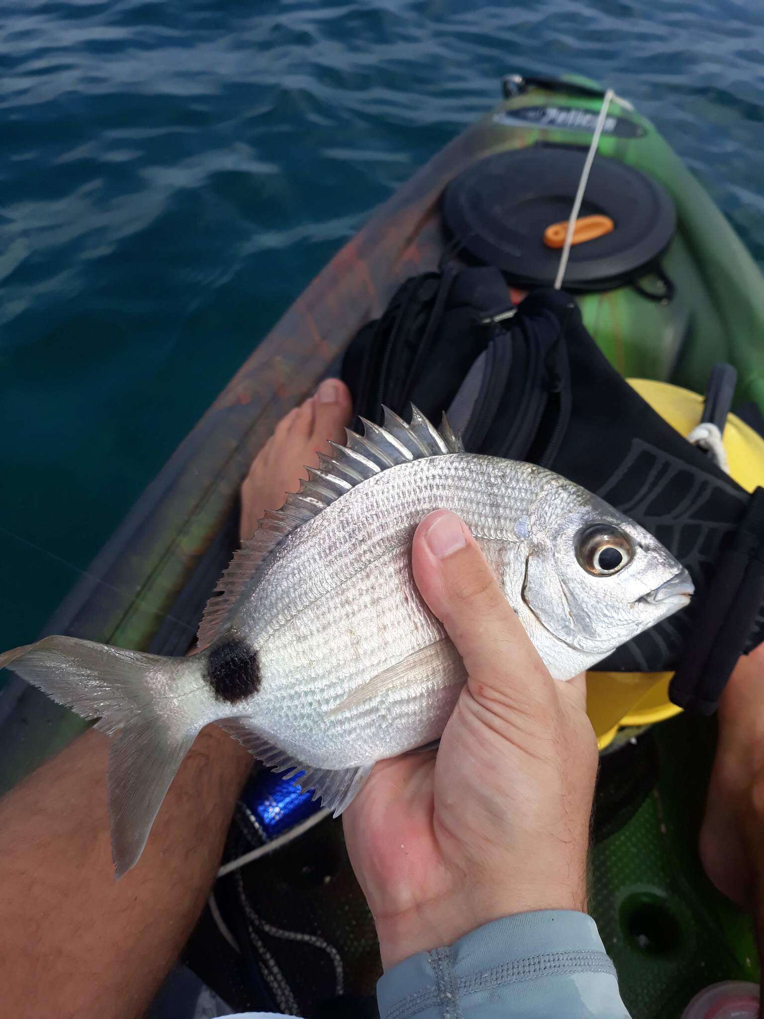 Image of Roundspot porgy