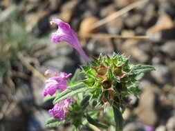 Imagem de Galeopsis angustifolia Ehrh. ex Hoffm.