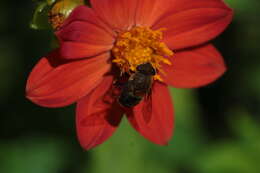 Image of Eristalis circe Williston 1891