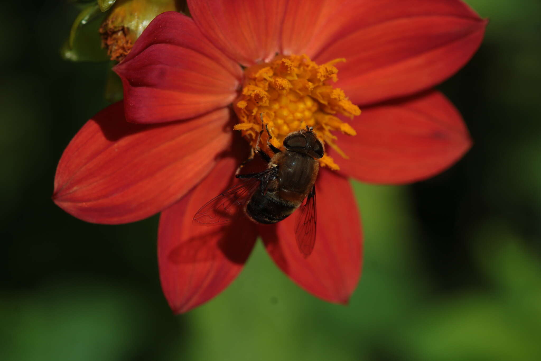 صورة Eristalis circe Williston 1891