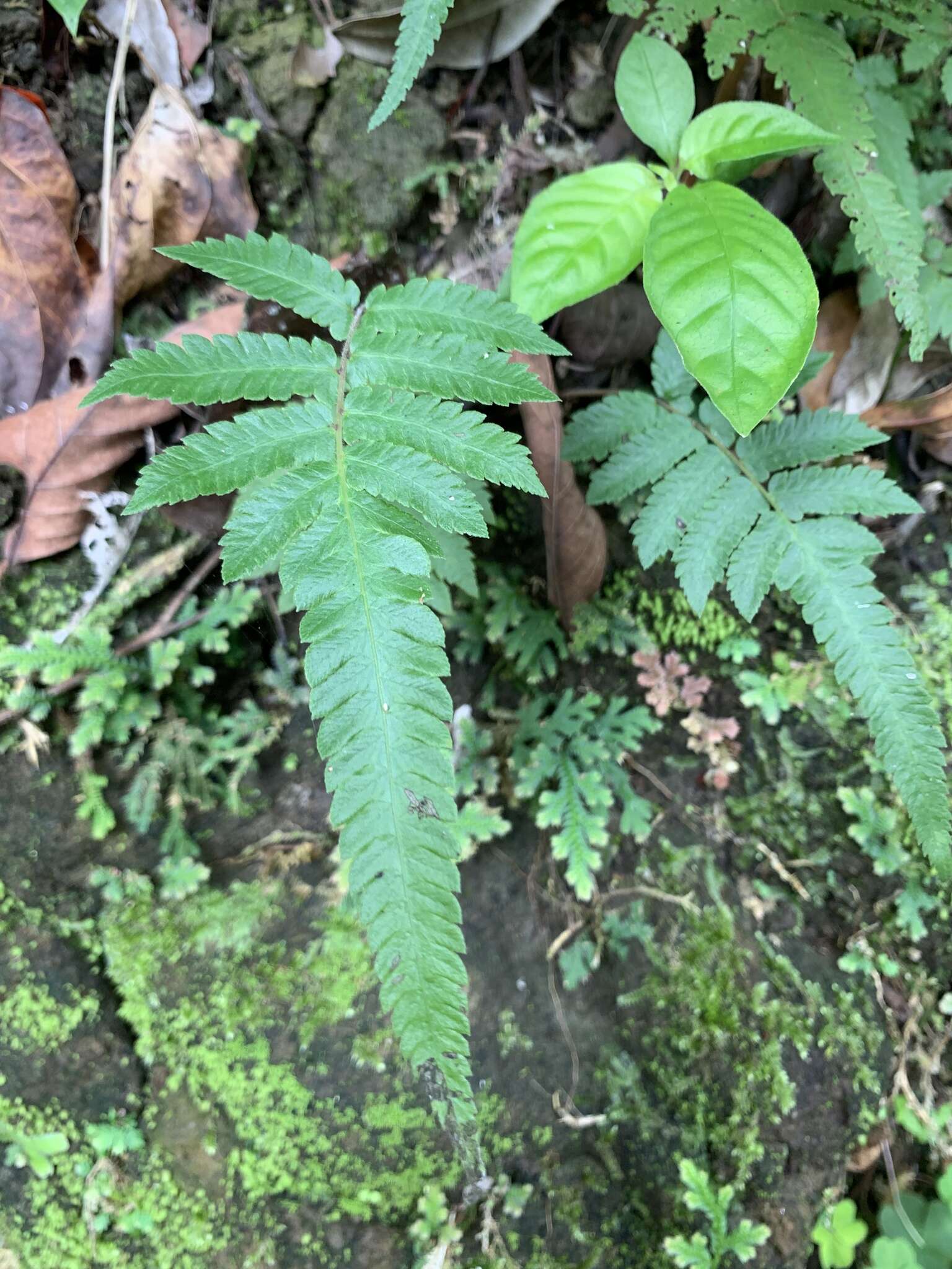 Image of Christella acuminata (Houtt.) Holtt.