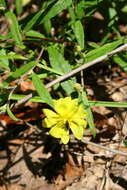 Image of Georgia frostweed