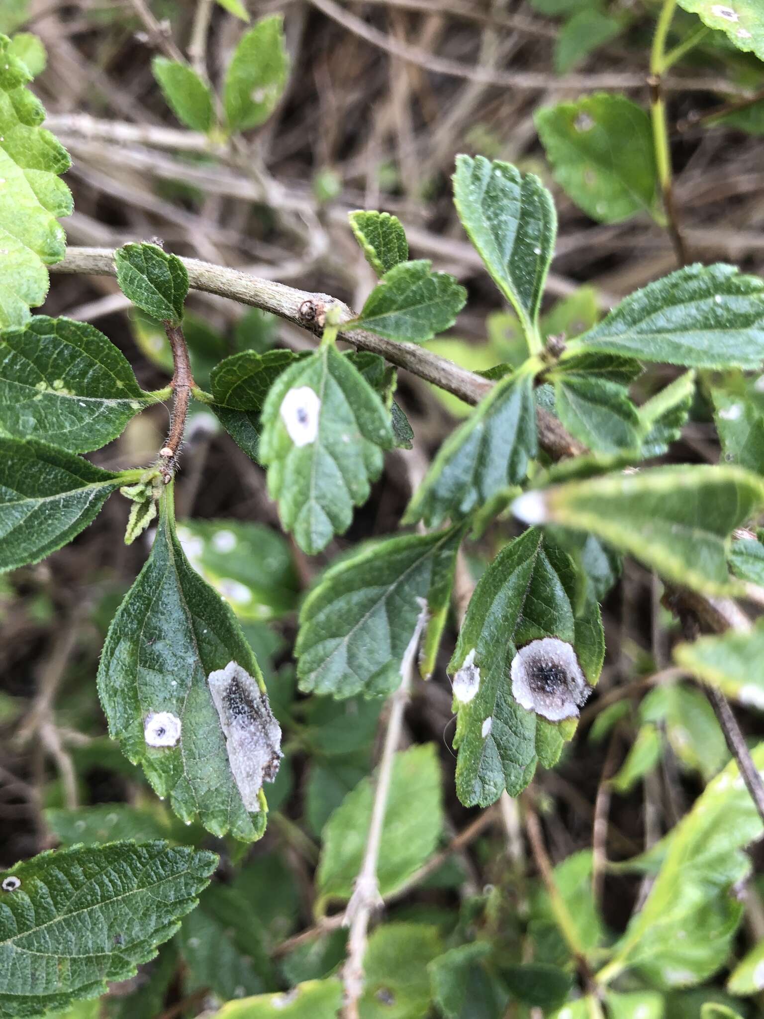 Sivun Calycomyza lantanae Frick 1956 kuva