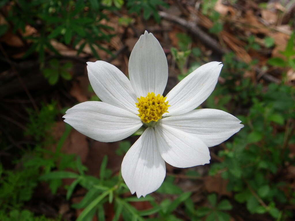 Image of Cosmos palmeri Robinson