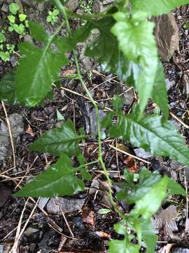 Imagem de Senecio scandens var. incisus Franch.