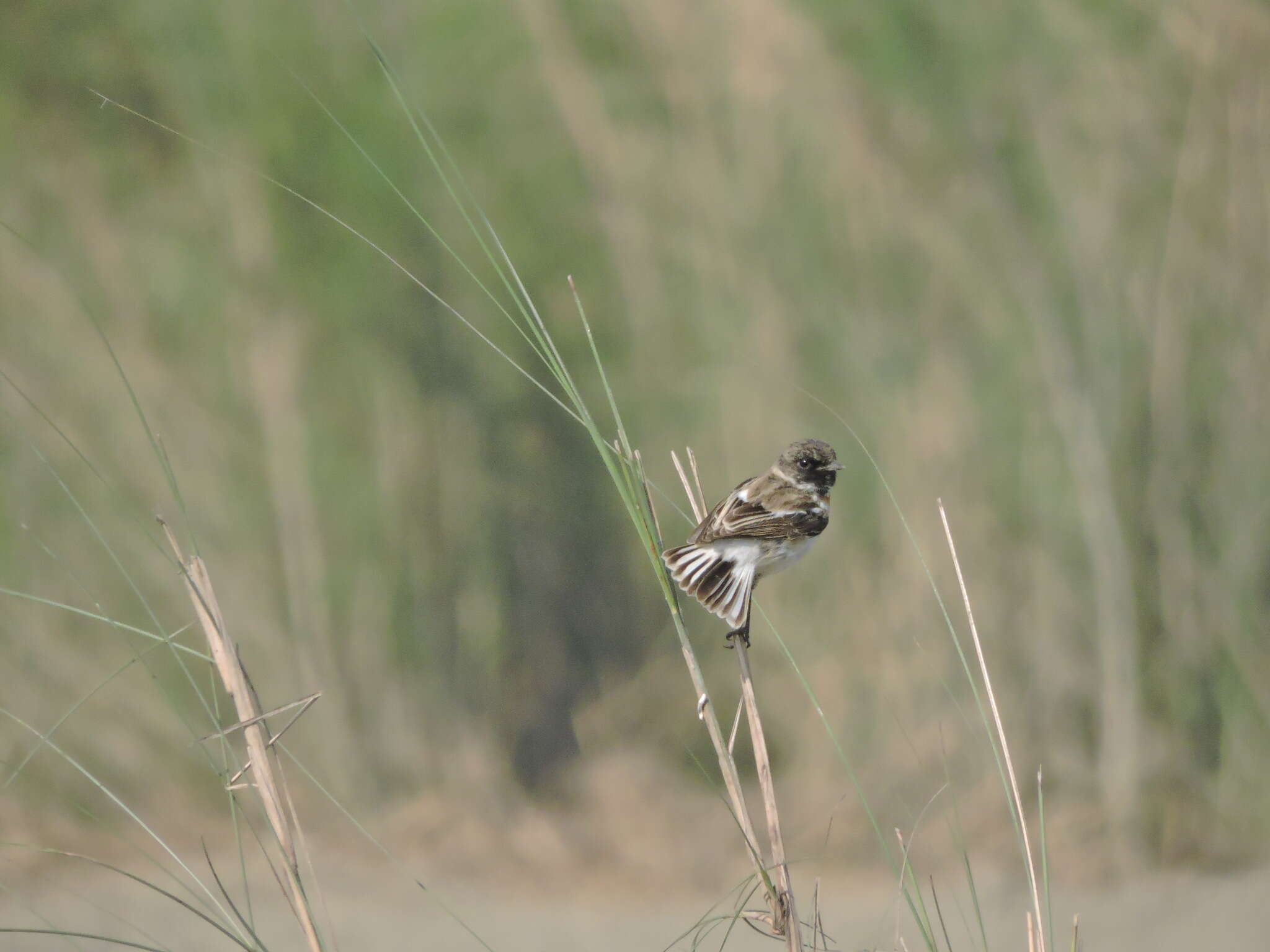 Saxicola leucurus (Blyth 1847) resmi