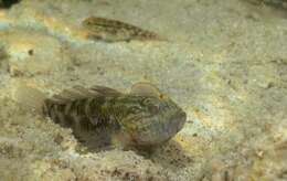 صورة Lophogobius