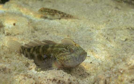 Image of Lophogobius