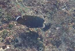 Chaetodon nigropunctatus Sauvage 1880 resmi