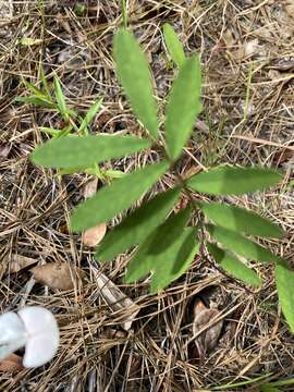 Tephrosia florida (F. Dietr.) C. E. Wood resmi