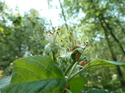 Image of Crab Apple