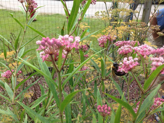 Image of swamp milkweed